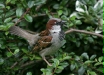 House Sparrow