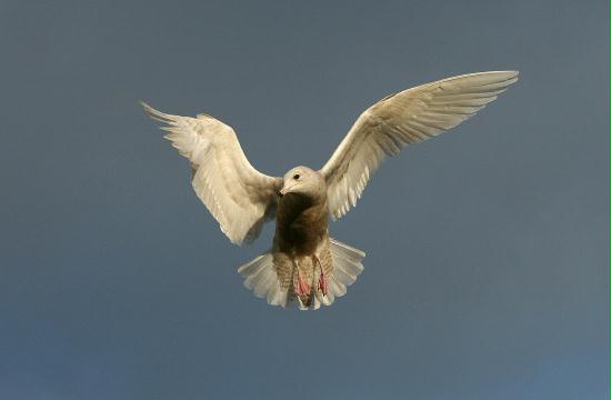 Iceland Gull <i>Larus glaucoides</i>