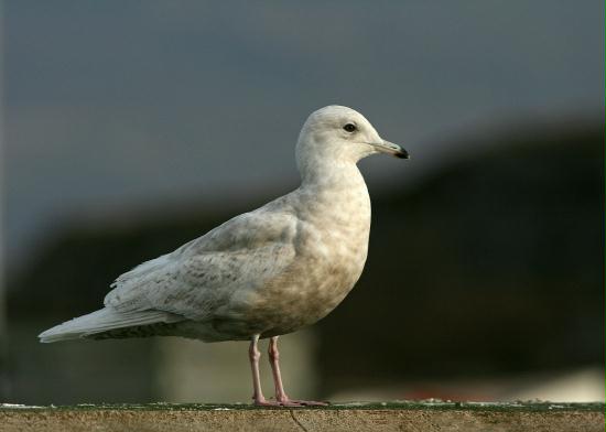 Iceland Gull <i>Larus glaucoides</i>