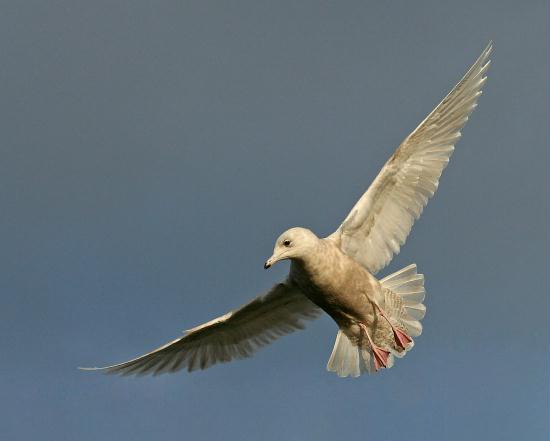 Iceland Gull <i>Larus glaucoides</i>