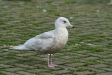 Iceland Gull