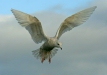 Iceland Gull