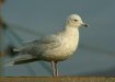 Iceland Gull