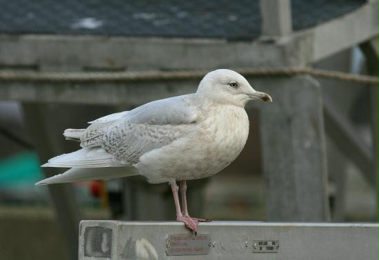 Iceland Gull <i>Larus glaucoides</i>