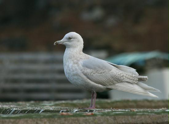 Iceland Gull <i>Larus glaucoides</i>