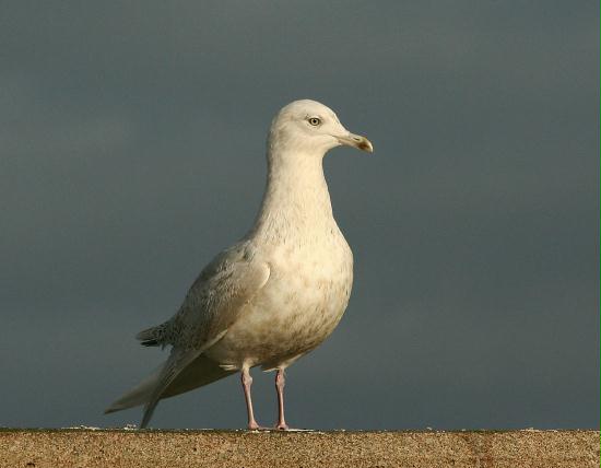 Iceland Gull <i>Larus glaucoides</i>