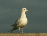 Iceland Gull