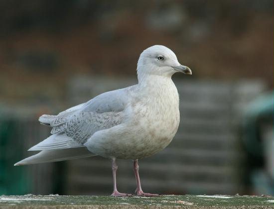 Iceland Gull <i>Larus glaucoides</i>