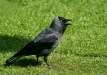 Jackdaw