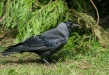 Jackdaw