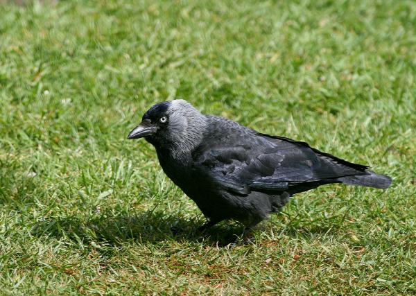 Jackdaw <i>Corvus monedula</i>