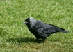 Jackdaw