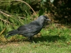 Jackdaw