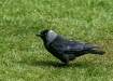 Jackdaw