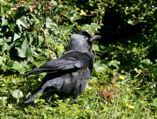 Jackdaw <i>Corvus monedula</i>