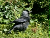Jackdaw