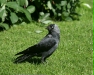Jackdaw