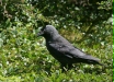 Jackdaw