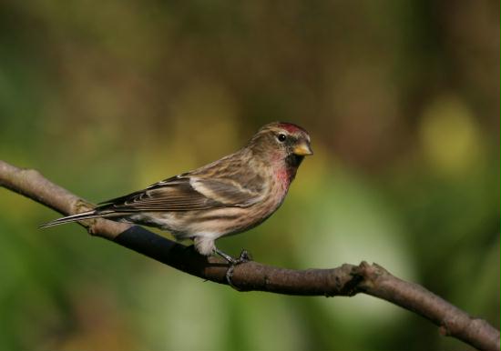 Lesser Redpoll <i>Carduelis cabaret</i>