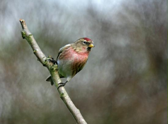 Lesser Redpoll <i>Carduelis cabaret</i>