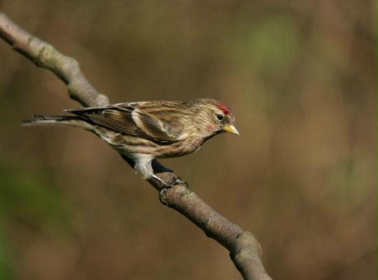 Lesser Redpoll <i>Carduelis cabaret</i>