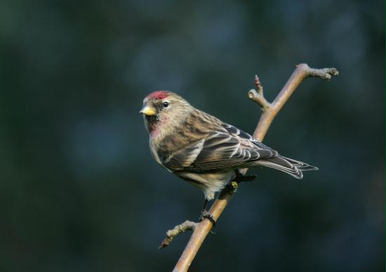 Lesser Redpoll <i>Carduelis cabaret</i>