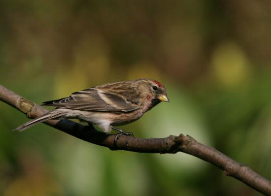 Lesser Redpoll <i>Carduelis cabaret</i>