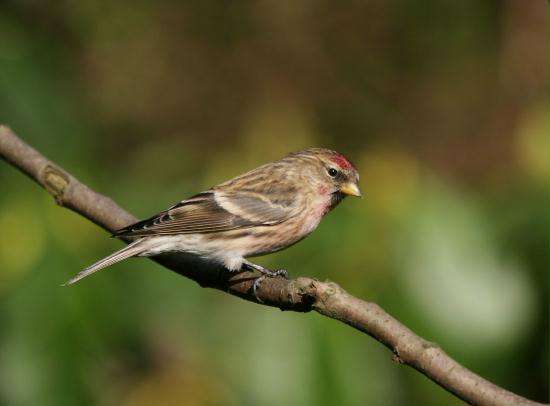 Lesser Redpoll <i>Carduelis cabaret</i>