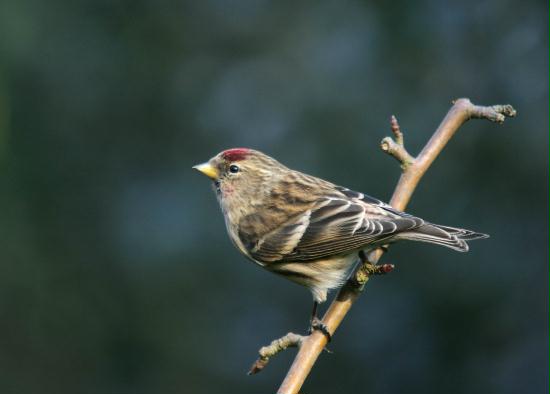 Lesser Redpoll <i>Carduelis cabaret</i>