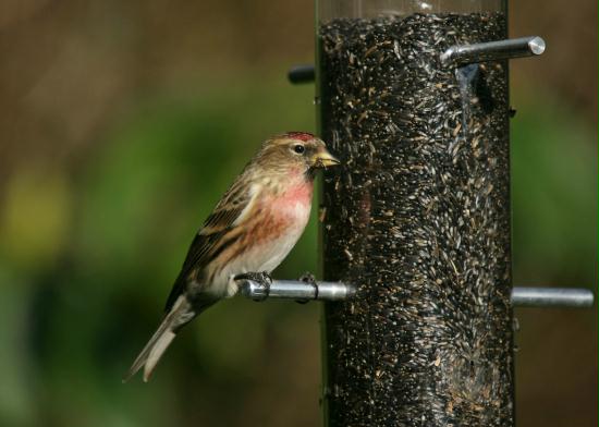 Lesser Redpoll <i>Carduelis cabaret</i>