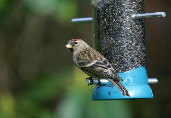 Lesser Redpoll <i>Carduelis cabaret</i>