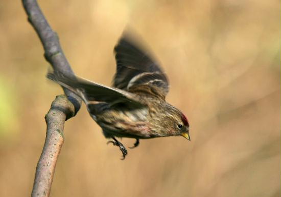 Lesser Redpoll <i>Carduelis cabaret</i>