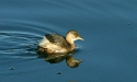 Little Grebe