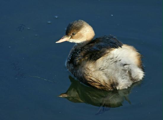 Little Grebe <i>Tachybaptus ruficollis</i>