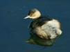 Little Grebe