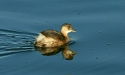 Little Grebe