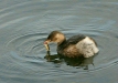 Little Grebe