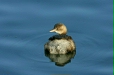 Little Grebe