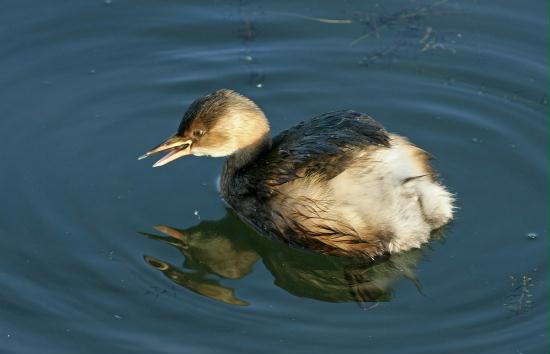 Little Grebe <i>Tachybaptus ruficollis</i>