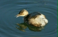 Little Grebe