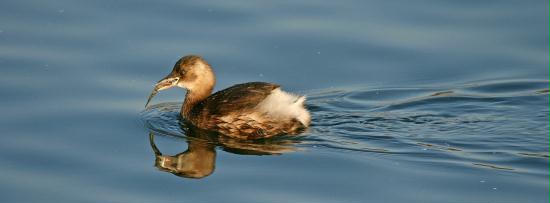 Little Grebe <i>Tachybaptus ruficollis</i>