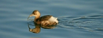 Little Grebe