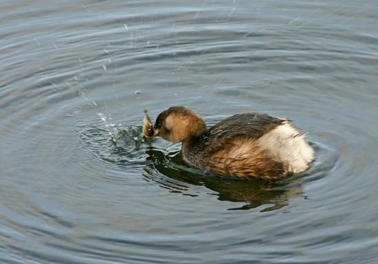 Little Grebe <i>Tachybaptus ruficollis</i>