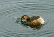 Little Grebe