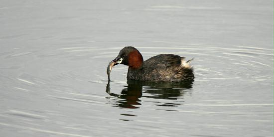 littlegrebe-14