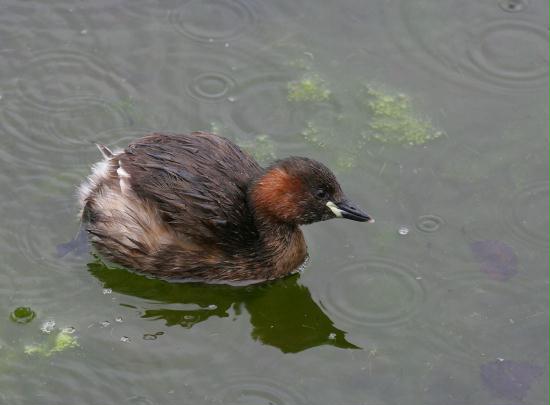 littlegrebe-15