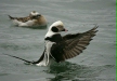 Long-tailed Duck