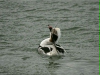 Long-tailed Duck