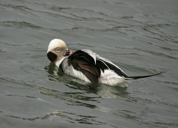 Long-tailed Duck<i>Clangula hyemalis</i>