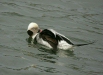 Long-tailed Duck